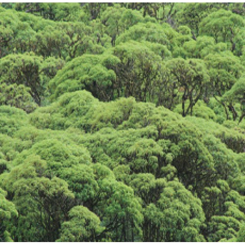 Palo Santo Essential Oil (Ecuador) Palo Santo Essential Oil (Ecuador)